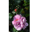 Rosa Orienta Aladdin