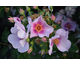 Rosa Orienta Laila