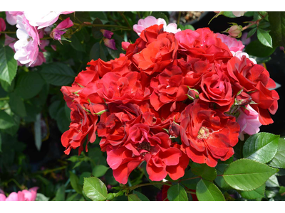 Rosa
