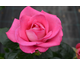 Rosa Parfum Royal Clg