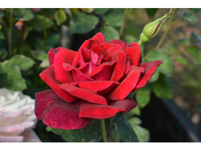 Rosa