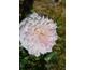 Rosa Paul Transon