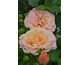 Rosa Peach Melba