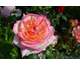 Rosa Perception