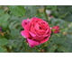 Rosa Perfumed Fence