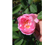 Rosa Pink Chantilly