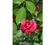 Rosa Pink Forest Rose