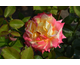 Rosa Pop Star