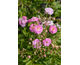 Rosa Pretty Polly Lavender