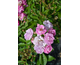 Rosa Pretty Polly Pink