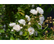 Rosa Pretty Polly White