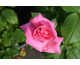 Rosa Princess