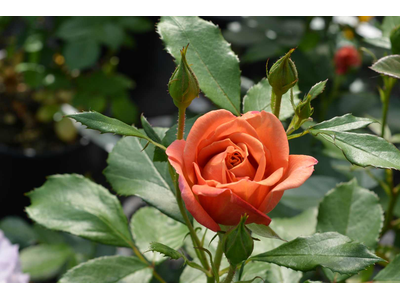 Rosa