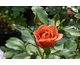Rosa Pumpkin Patch