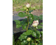 Rosa Ragazza