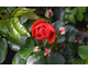 Rosa Red Maya