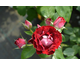 Rosa Rose Der Einheit