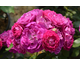 Rosa Rosengarten Zweibrueken