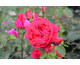 Rosa Ruban Rouge
