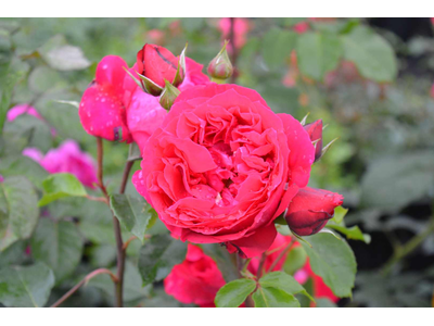 Rosa
