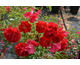 Rosa Salsa