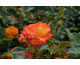 Rosa Samba