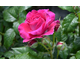 Rosa Scent of Woman