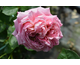 Rosa Seduction Picarde