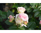 Rosa Sophia Romantica