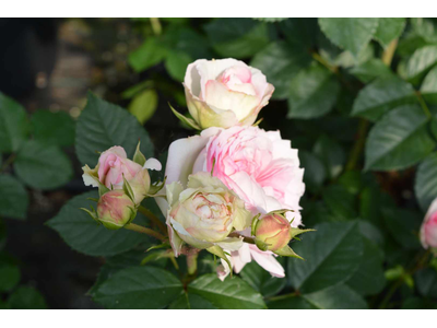 Rosa