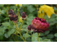 Rosa Speronella Dalesmanini