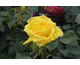 Rosa Spot-light