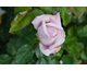 Rosa Stunning