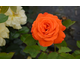 Rosa Super Trooper