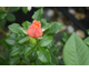 Rosa Susie
