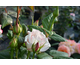 Rosa Sweet Eureka