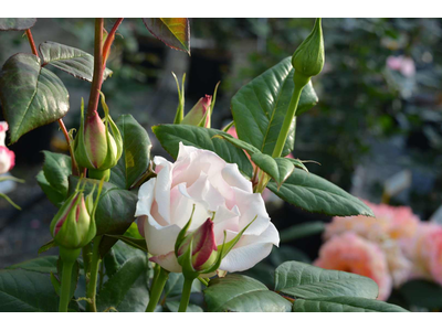 Rosa