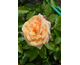 Rosa Sweet Honey