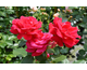 Rosa Take It Easy