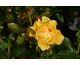 Rosa The Brownie Rose