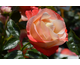 Rosa Vendee Imperiale