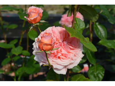 Rosa