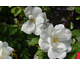 Rosa White Knock Out