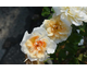 Rosa William Allen Richardson