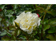 Rosa Yellow Submarine