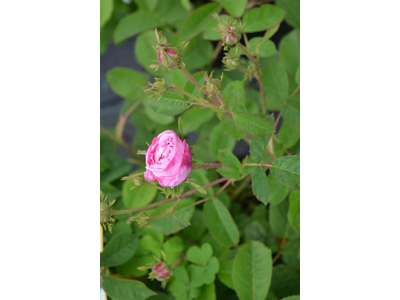 Rosa centifolia