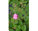Rosa centifolia Major (Rose des Peintres)