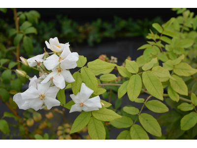 Rosa moschata