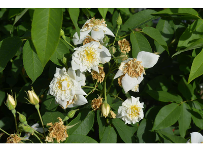 Rosa moschata var. plena