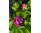 Rosa rugosa Admiration